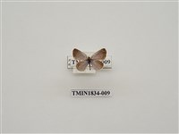 藏品(酢漿灰蝶)的圖片